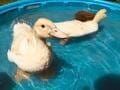 Baby Ducks do do do do Baby Ducks do do do do